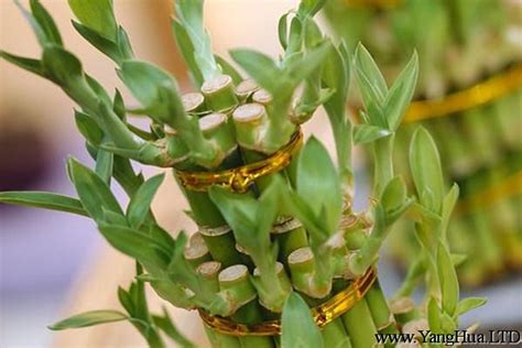 富貴竹莖發黃|富貴竹竹竿發黃怎麼辦，3個辦法讓富貴竹莖稈枝葉常。